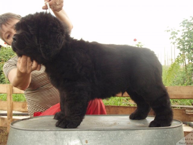 Фото: ньюфаундленд S'Nezhnaya Vjuga Amaretto di Soronno (С'Нежная Вьюга Амаретто Ди Соронно)