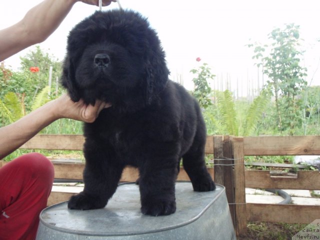 Фото: ньюфаундленд S'Nezhnaya Vjuga Amaretto di Soronno (С'Нежная Вьюга Амаретто Ди Соронно)