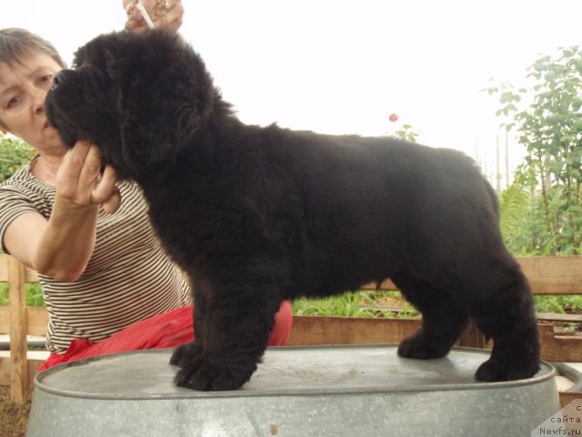 Фото: ньюфаундленд S'Nezhnaya Vjuga Amaretto di Soronno (С'Нежная Вьюга Амаретто Ди Соронно)