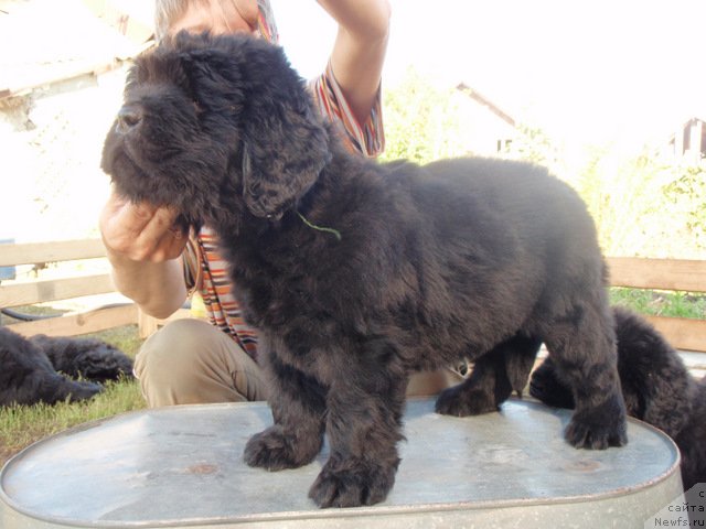 Фото: ньюфаундленд S'Nezhnaya Vjuga Armando Parusso (С'Нежная Вьюга Армандо Паруссо)