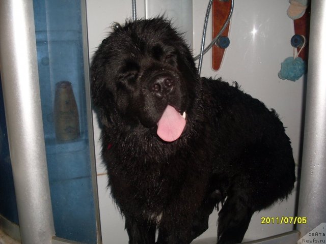 Фото: ньюфаундленд Fiamettahauz Nusakan (Фиаметтахауз Нусакан)