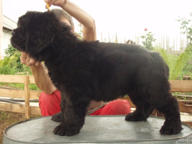 Фото: ньюфаундленд S'Nezhnaya Vjuga Amorone Sartori (С'Нежная Вьюга Амороне Сартори)