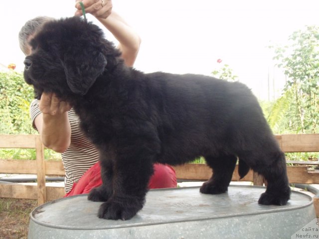 Фото: ньюфаундленд S'Nezhnaya Vjuga Abrau Durso (С'Нежная Вьюга Абрау Дюрсо)