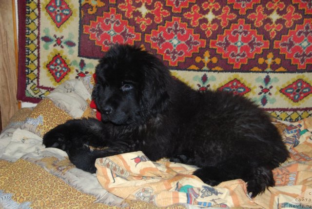 Фото: ньюфаундленд Face of an Angel Giant's Island