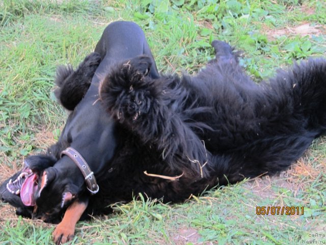 Фото: ньюфаундленд Ih Vyisochestvo Vladlena Madjiks (Их Высочество Владлена Маджикс), Джессика
