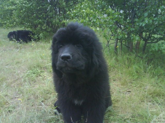 Фото: ньюфаундленд Beguschaya po Volnam Zero Kool (Бегущая по Волнам Зеро Коол)