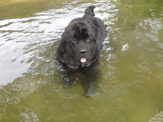 Фото: ньюфаундленд Slavjanka s Berega Dona (Славянка с Берега Дона)