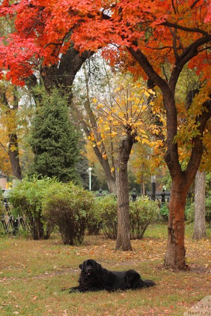 Фото: ньюфаундленд Vojdi Atlantidyi Gabbi (Вожди Атлантиды Габби)