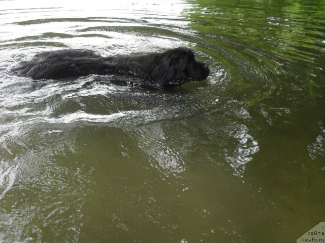 Фото: ньюфаундленд Slavjanka s Berega Dona (Славянка с Берега Дона)
