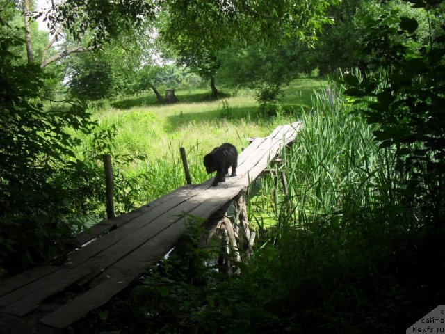 Фото: ньюфаундленд Slavjanka s Berega Dona (Славянка с Берега Дона)
