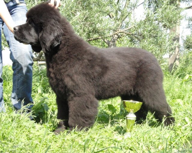 Фото: ньюфаундленд Beguschaya po Volnam Dancing Queen (Бегущая по Волнам Дансинг Квин)