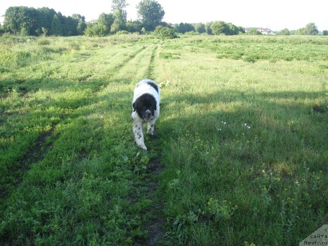 Фото: ньюфаундленд Fenix du Puy de Vendegre