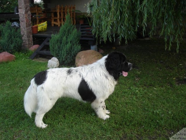 Фото: ньюфаундленд Fenix du Puy de Vendegre