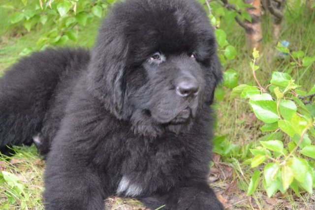 Фото: ньюфаундленд Beguschaya po Volnam Zero Kool (Бегущая по Волнам Зеро Коол)