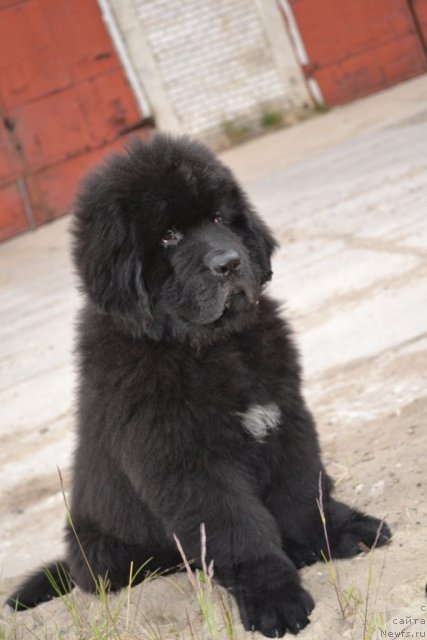 Фото: ньюфаундленд Beguschaya po Volnam Zero Kool (Бегущая по Волнам Зеро Коол)