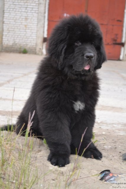 Фото: ньюфаундленд Beguschaya po Volnam Zero Kool (Бегущая по Волнам Зеро Коол)