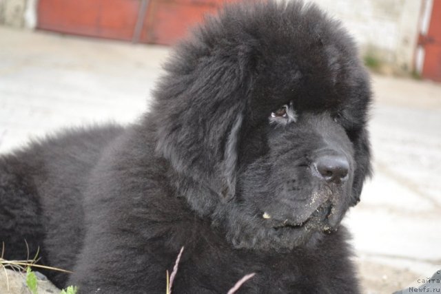 Фото: ньюфаундленд Beguschaya po Volnam Zero Kool (Бегущая по Волнам Зеро Коол)