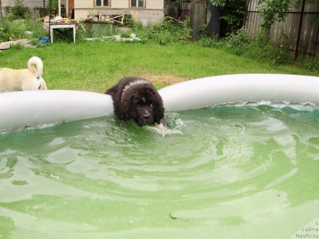 Фото: ньюфаундленд Piternyuf Enigma (Питерньюф Енигма)