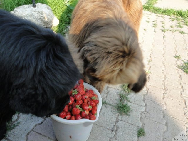 Фотография № 71852