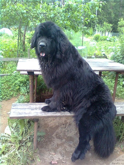 Фото: ньюфаундленд Funnewf Ultra Mega Super Girl (Фанньюф Ультра Мега Супер Герл)