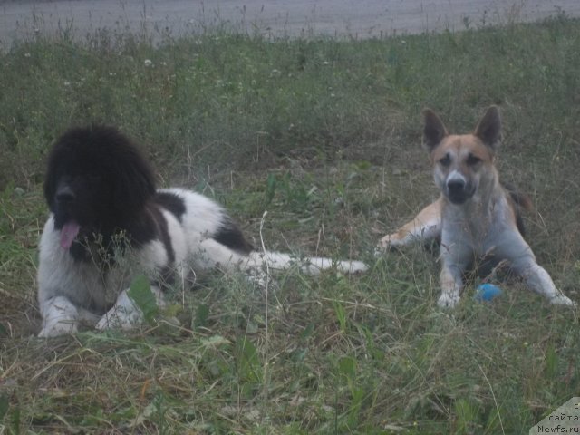Фото: ньюфаундленд Jan Konkistador (Жан Конкистадор)