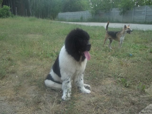 Фото: ньюфаундленд Jan Konkistador (Жан Конкистадор)