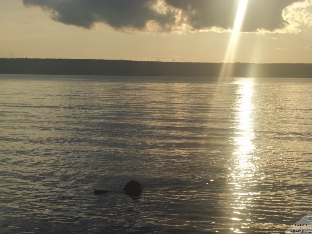 Фото: ньюфаундленд Jan Konkistador (Жан Конкистадор)