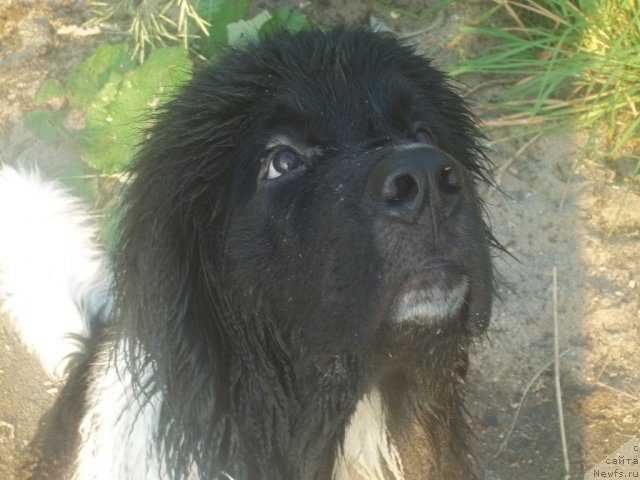 Фото: ньюфаундленд Jan Konkistador (Жан Конкистадор)