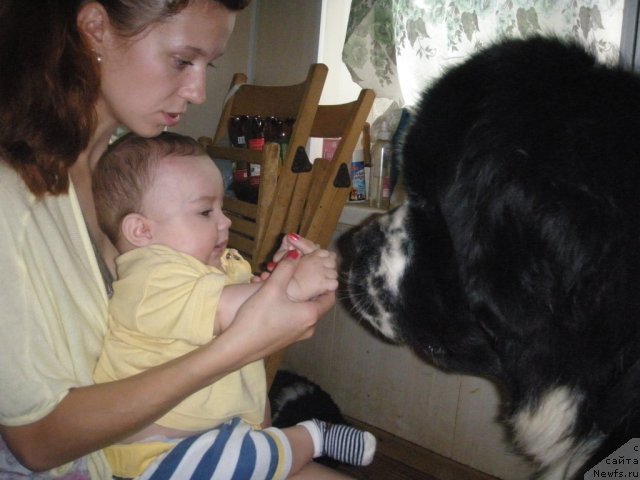 Фото: ньюфаундленд Mag Ispolin Lyubomir (Маг Исполин Любомир)