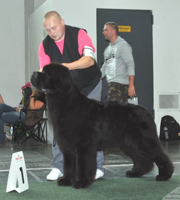 Фото: ньюфаундленд Akvatoriya Kelvin Kalashnikoff (Акватория Келвин Калашникофф)