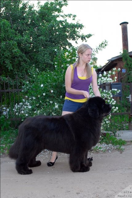 Фото: ньюфаундленд Sent Djons Rose for Me (Сент Джонс Роуз фо Ми)