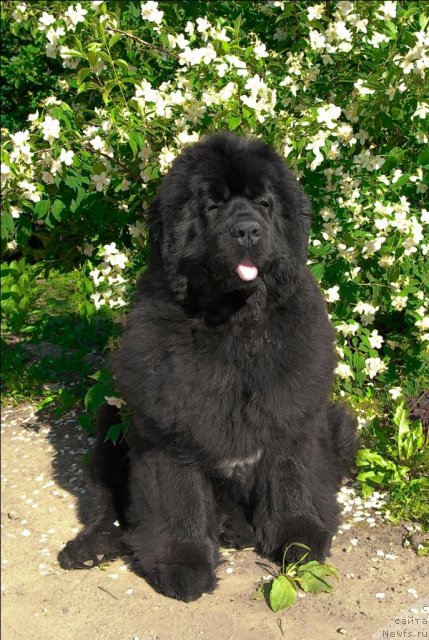 Фото: ньюфаундленд Sent Djons Rose for Me (Сент Джонс Роуз фо Ми)