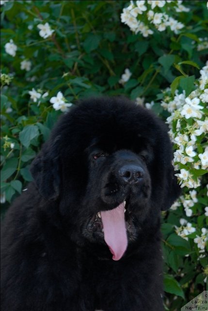 Фото: ньюфаундленд Sent Djons Rose for Me (Сент Джонс Роуз фо Ми)