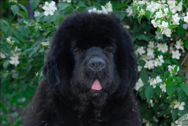 Фото: ньюфаундленд Sent Djons Rose for Me (Сент Джонс Роуз фо Ми)