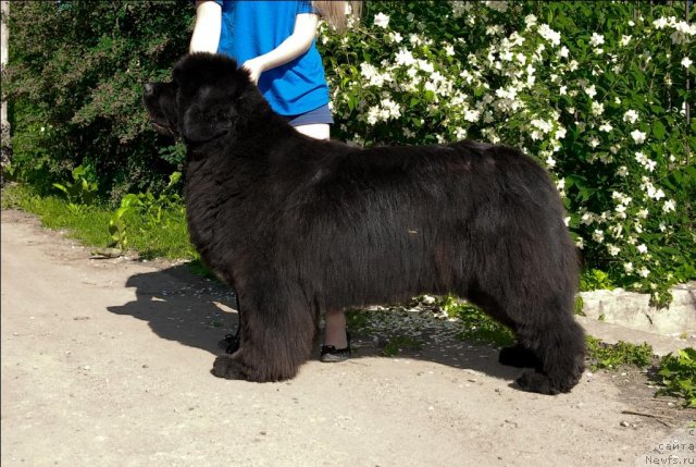 Фото: ньюфаундленд Sent Djons Rose for Me (Сент Джонс Роуз фо Ми)