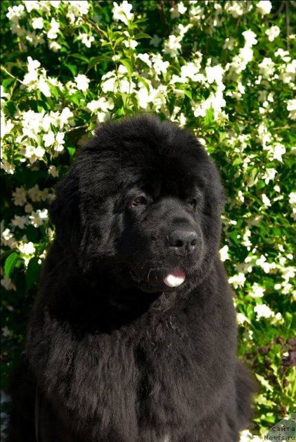 Фотография № 71960