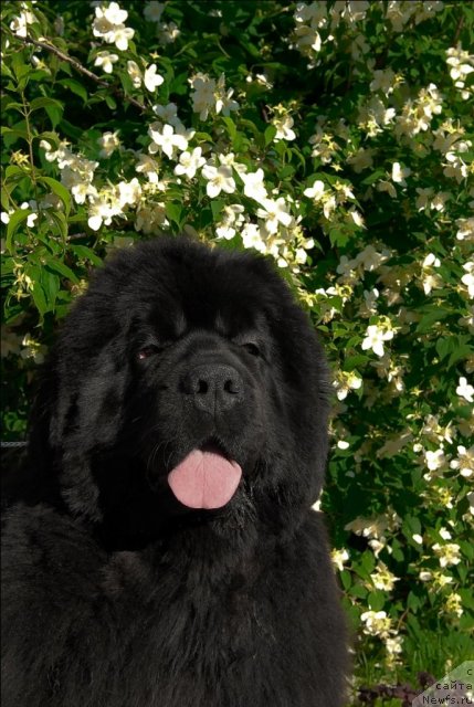 Фото: ньюфаундленд Sent Djons Rose for Me (Сент Джонс Роуз фо Ми)