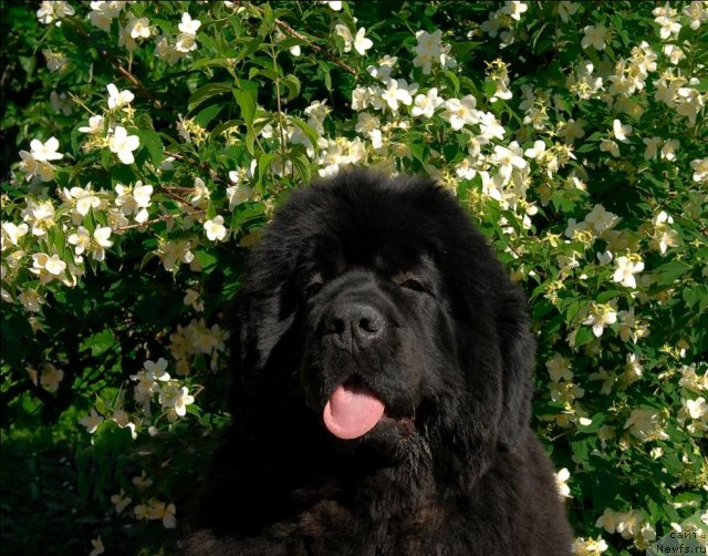 Фото: ньюфаундленд Sent Djons Rose for Me (Сент Джонс Роуз фо Ми)