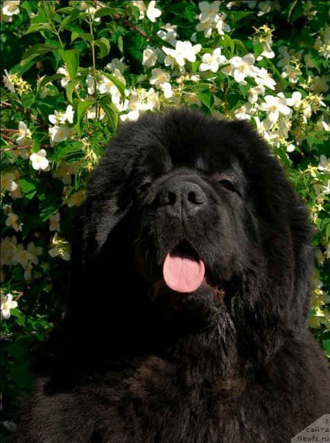 Фото: ньюфаундленд Sent Djons Rose for Me (Сент Джонс Роуз фо Ми)