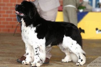 Фотография № 71973