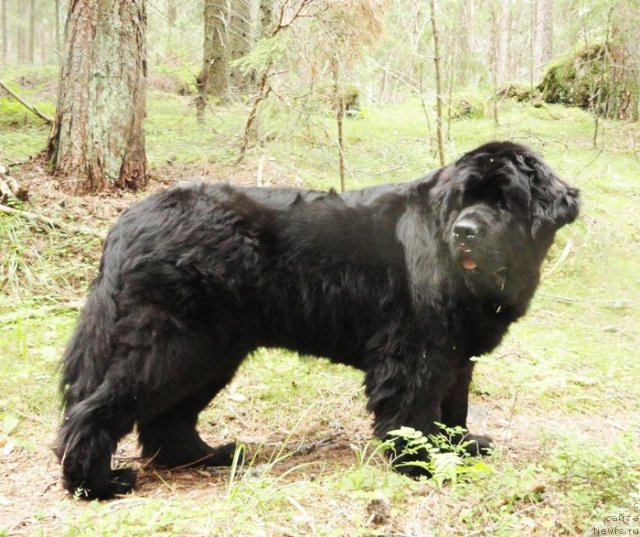 Фото: ньюфаундленд Thickish Newfoundland Monnalisadellagioconda