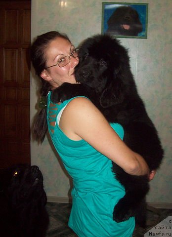 Фото: ньюфаундленд Zavetnyiy Podarok (Заветный Подарок), Татьяна