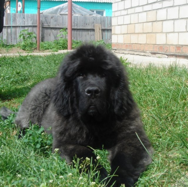 Фото: ньюфаундленд Olivriko Admiral Blek (Оливрико Адмирал Блэк)