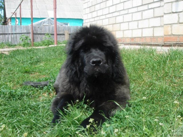 Фото: ньюфаундленд Olivriko Admiral Blek (Оливрико Адмирал Блэк)