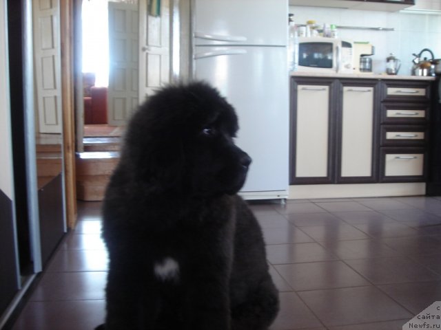 Фото: ньюфаундленд Olivriko Admiral Blek (Оливрико Адмирал Блэк)