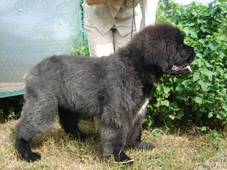 Фото: ньюфаундленд Olivriko Avatar (Оливрико Аватар)