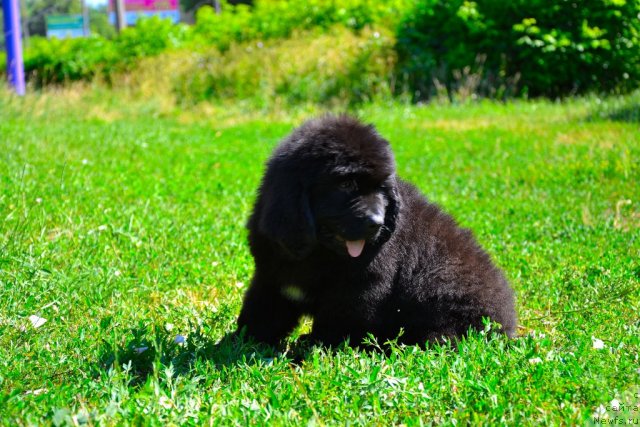 Фото: ньюфаундленд Sheldon Morning Star Almas-Alana