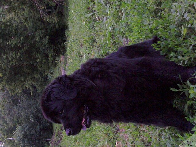 Фото: ньюфаундленд Geralis Uilsi Poliksena (Гералис Уилси Поликсена)