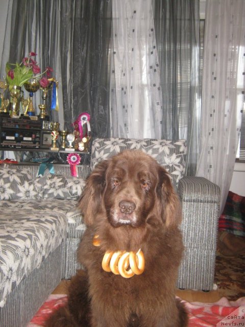 Фото: ньюфаундленд YUtta s Berega Dona (Ютта с Берега Дона)