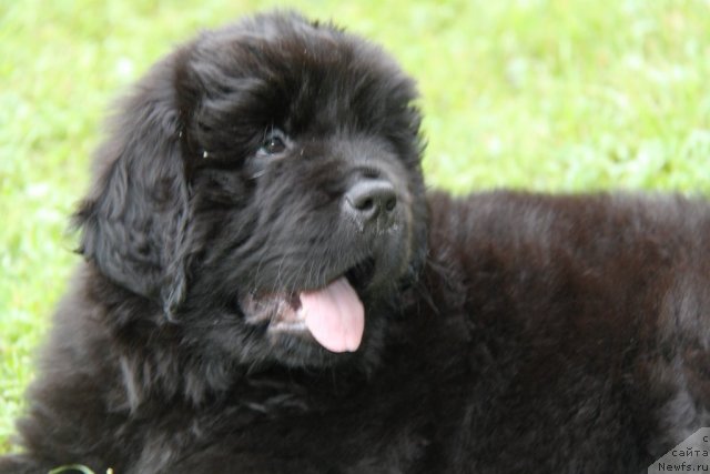 Фото: ньюфаундленд S'Nezhnaya Vjuga Amorone Sartori (С'Нежная Вьюга Амороне Сартори)